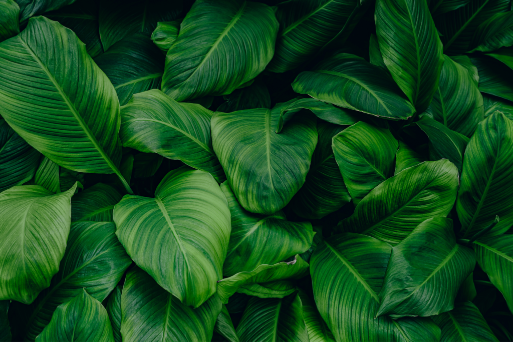 tropical leaves up close