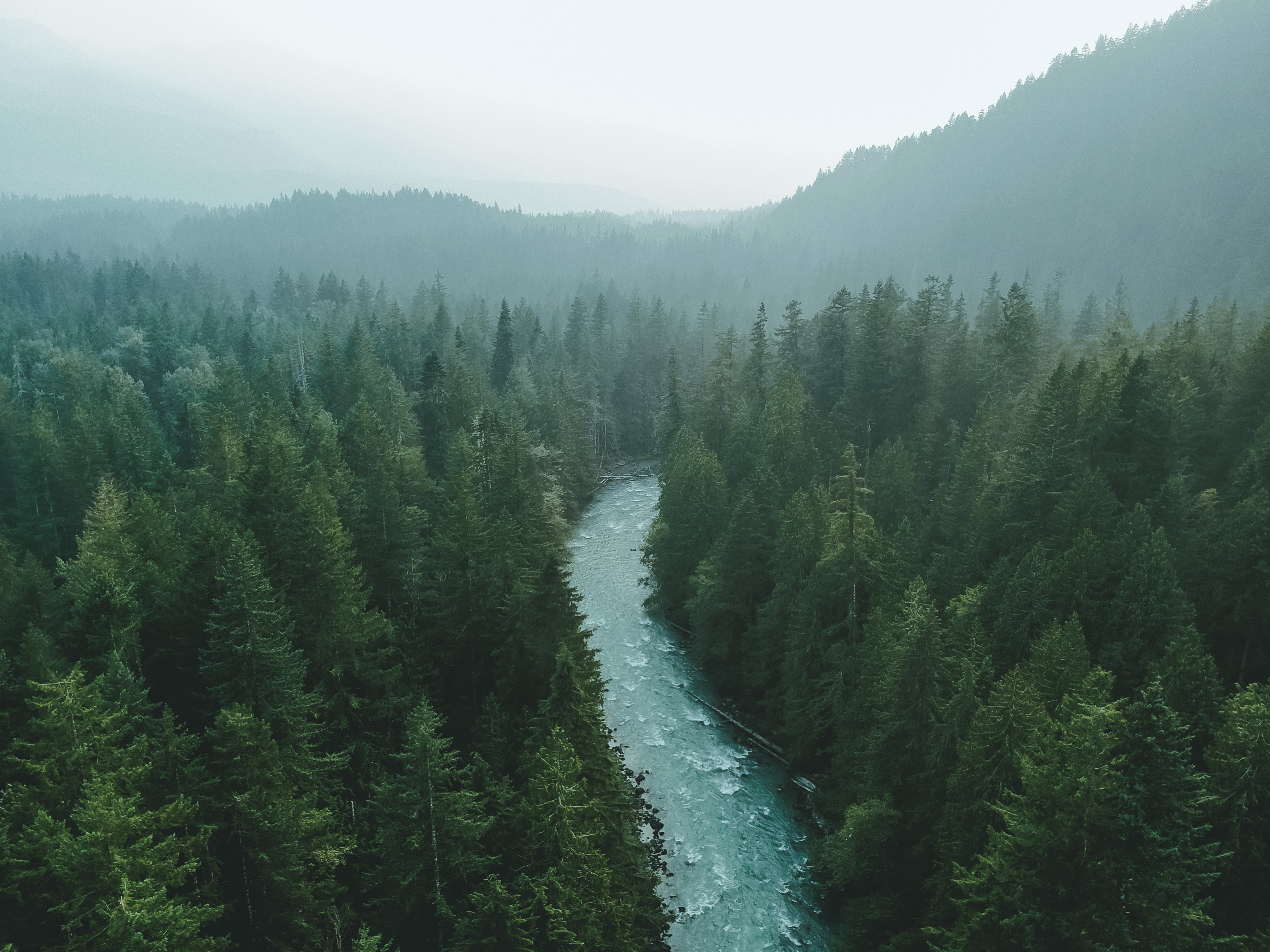 Picture of river running through forest